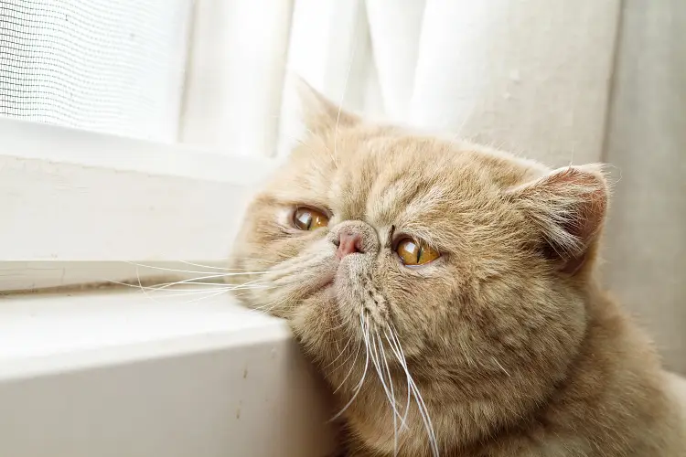 sad persian cat with head on windowsill