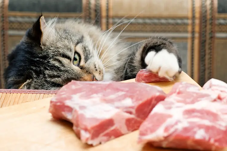 tabby cat stealing raw pork with paw off kitchen bench